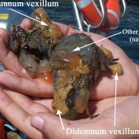 Colonial Sea Squirt sp